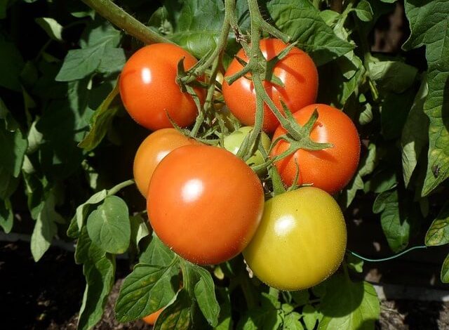 Come coltivare i pomodori nell orto