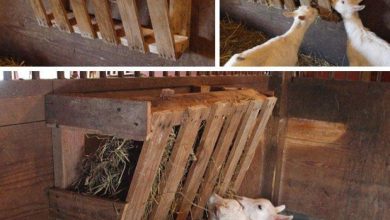 Come costruire una mangiatoia per capre in legno