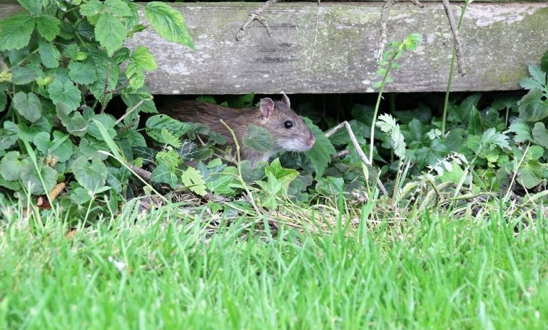 Come eliminare i topi dal giardino