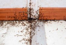 Come eliminare le formiche dal giardino
