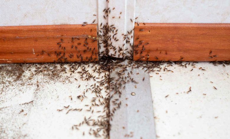 Come eliminare le formiche dal giardino