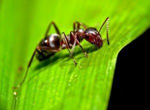 Come eliminare le formiche dalle piante