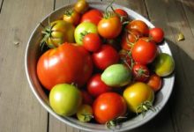 Come far maturare i pomodori verdi