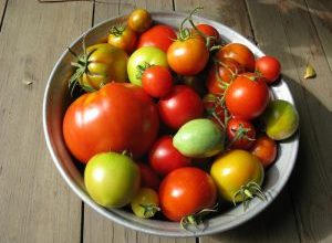 Come far maturare i pomodori verdi