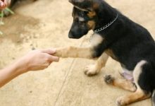Come insegnare al cane a dare la zampa