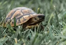 Come riconoscere il sesso di una tartaruga