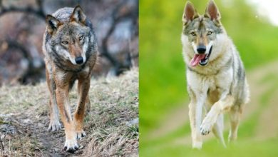 Come riconoscere un lupo da un cane
