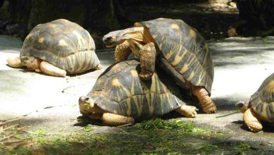 Come si accoppiano le tartarughe di terra