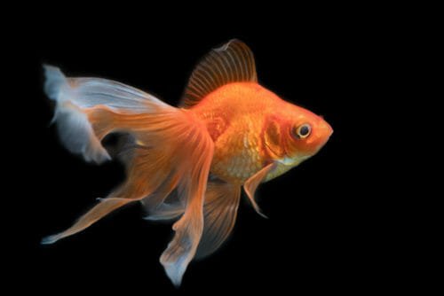 Come si riproducono i pesci rossi