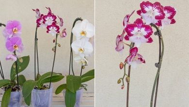 Come tenere le orchidee in casa