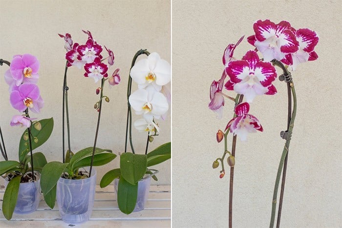 Come tenere le orchidee in casa