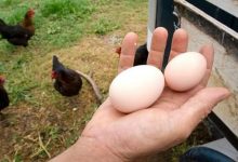 Le galline come fanno le uova