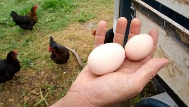 Le galline come fanno le uova